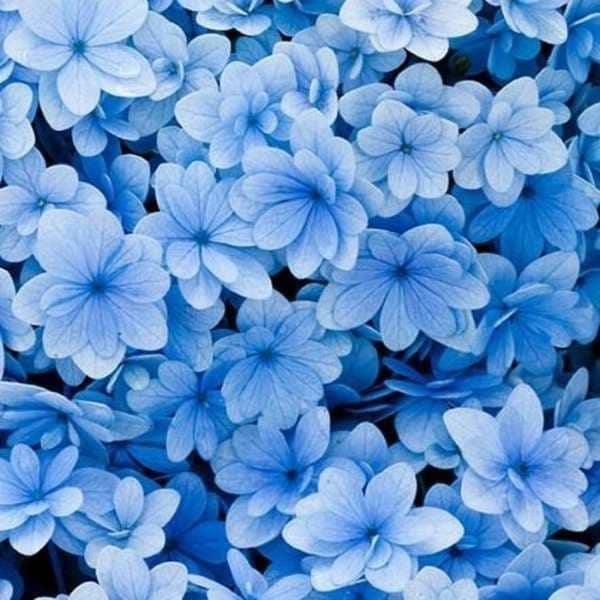 blue flower 3