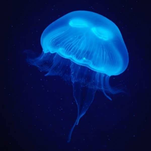 blue medusa